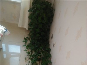 自己家养的绿萝，大概有3米左右长，剪了舍不得，寻找有缘人，喜欢的请下手，白城市里，自取。